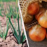 7 най-вкусни и продуктивни сорта зимен лук: ще ги събирате