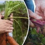 Благоприятни дни: кога да копаем моркови и цвекло според лунния календар 2025 г. Благоприятни дни: кога да копаем моркови и цвекло според лунния