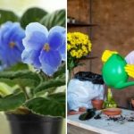 Една лъжица и ще имате „шапка“ от цветя: най-ефективният и