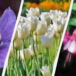 Експерт посочва 7 растения, които си струва да засадите в градината тази есен Експерт посочва 7 растения, които си струва да засадите в