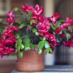 Как да отгледаме коледна елха: градинарите разкриват 3 лесни метода