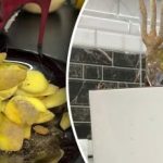 Как да превърнем картофените обелки в тор за растенията: полезният