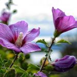 Как правилно да подрязвате хибискуса, за да получите буен храст