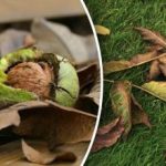 Какво да правим с ореховите листа през есента: полезни начини