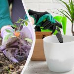 Какво и кога да засаждаме: подробен календар за сеитба за