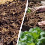 Какво трябва да заровите в зеленчуковата градина преди зимата: лайфхак,