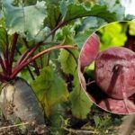 Кога да прибираме цвеклото през 2025 г.: посочени са два признака за зрял зеленчук Кога да прибираме цвеклото през 2025 г.: посочени са два