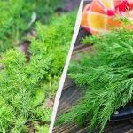 Копърът ще израсне в дебел килим: как и кога да