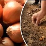 Лукът расте няколко пъти по-добре: градинар е разкрил прост метод за засаждане под зимата Лукът расте няколко пъти по-добре: градинар е разкрил прост метод