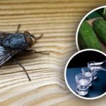 Мухите ще изчезнат незабавно: най-добрите естествени средства срещу насекоми Мухите ще изчезнат незабавно: най-добрите естествени средства срещу насекоми