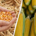 Най-добрият период за сеитба на царевица през 2025 г.: не го пропускайте Най-добрият период за сеитба на царевица през 2025 г.: не