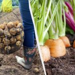 Не можете да засадите тези 7 растения след картофите през следващата година: дори не очаквайте реколта Не можете да засадите тези 7 растения след картофите през