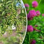 Не се нуждаете от прогноза за времето: кои растения предсказват