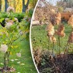 Неправилното подрязване „краде“ размера: как да подрязваме хортензията за буен