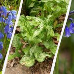 Опасни луковици: 5 растения, които не трябва да засаждате в