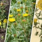 Опасно растение се разпространява в Украйна: какво знаем за него