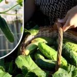 Оживяване на краставичните храсти: средство за удължаване на плододаването до студовете Оживяване на краставичните храсти: средство за удължаване на плододаването до