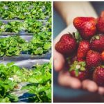 Последният акорд на есента: прости действия, които влияят на плодовете през следващия сезон Последният акорд на есента: прости действия, които влияят на плодовете