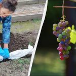 При тази точка на термометъра трябва да покриете гроздето: без това то ще замръзне. При тази точка на термометъра трябва да покриете гроздето: без