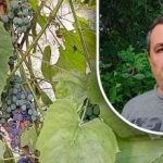 Прост трик за добра реколта: градинар разкрива основния враг на