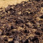 Реколтата ще е два пъти по-голяма: какъв тор прилагат опитните