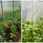 Рекордната реколта ще изненада дори съседите: как бързо да овлажните