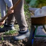 Сеитбен календар за септември 2025 г.: какво да правим в градината и в зеленчуковата градина Сеитбен календар за септември 2025 г.: какво да правим в