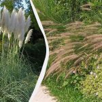 Тези 6 популярни декоративни треви могат да унищожат градината ви