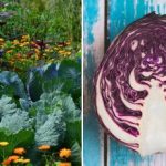 Защо зелето повяхва в лехата: всичко зависи от съседите му Защо зелето повяхва в лехата: всичко зависи от съседите му